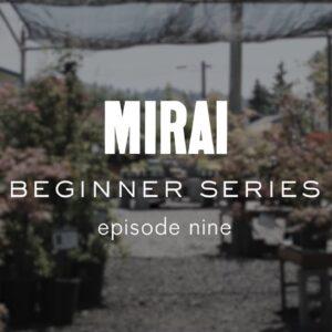 Bonsai Beginner Series - Repotting