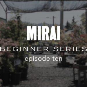 Bonsai Beginner Series - Watering