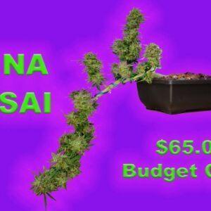 Cannabonsai $65.00 Budget Grow