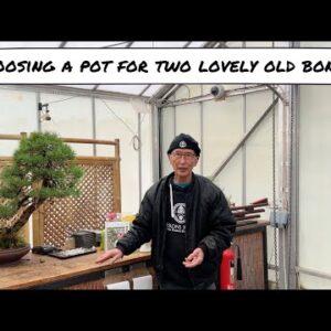 Choosing Bonsai Pots for Trees I sold Years ago