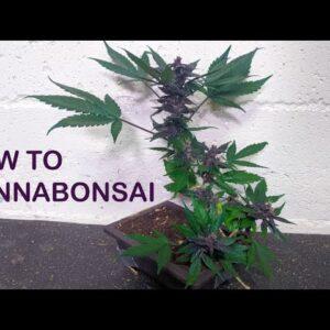 How to Cannabonsai