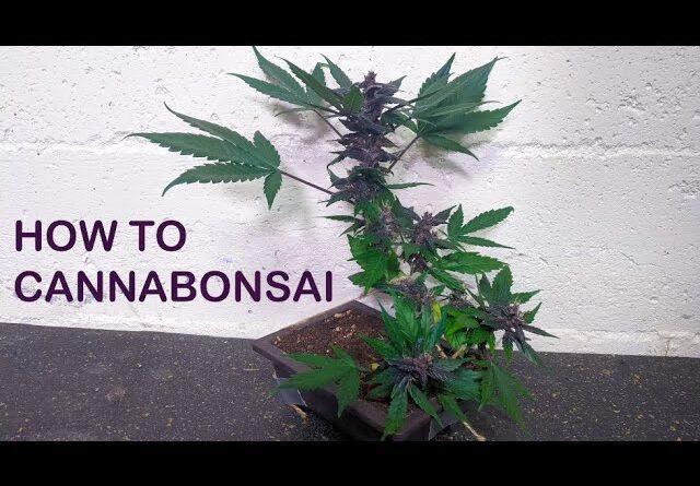 How to Cannabonsai