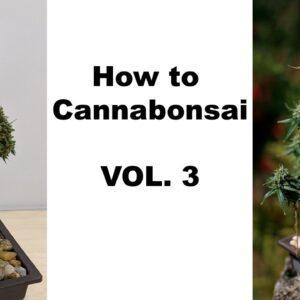 How to Cannabonsai Vol. 3