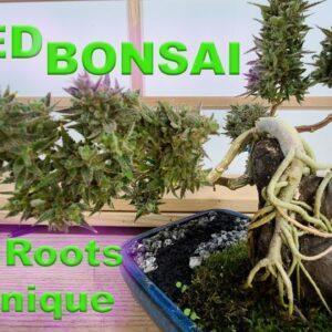 Long Root Autoflower Cannabonsai