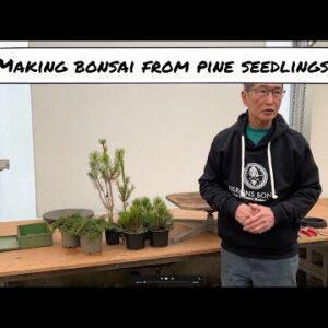 Making Simple Bonsai from Pine Seedlings