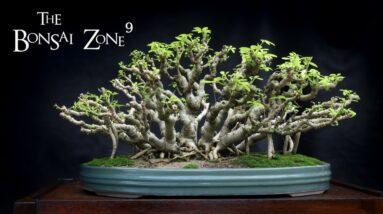 My Banyan Style Schefflera Progression, The Bonsai Zone, Jan 2022