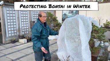 Protecting Bonsai in Winter
