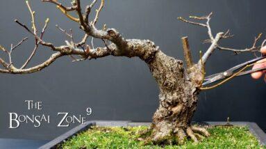 Pruning My Small Leaf Linden, The Bonsai Zone, Jan 2022