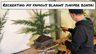 Recreating My Famous Blaaws Juniper Bonsai