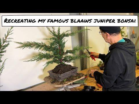 Recreating My Famous Blaaws Juniper Bonsai