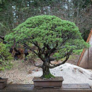Repotting a Bonsai: Monterey Cypress