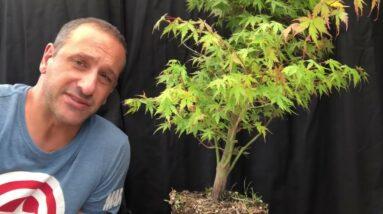 Young Japanese maples for bonsai How to start bonsai with Japanese Maple