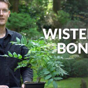 Wisteria Bonsai care