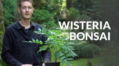 Wisteria Bonsai care