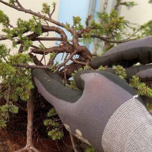Working with Juniper and Pine to Create Bonsai - 1 2 1 Workshop