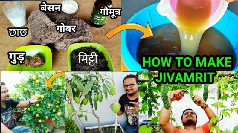 Sirf 10₹ Me Banata Hun Jivamrit Fertilizer | Gamlon Me Dher Sari Sabzi Fal Fool Ka Mera Secret