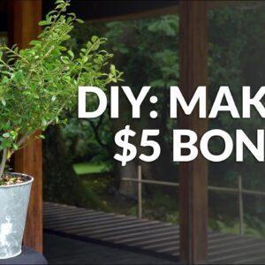Create a $5 Bonsai tree