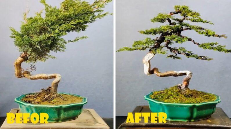 How to bend a bonsai - great bonsai bending skills #204