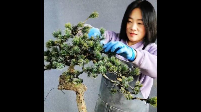 How to bend a bonsai - Sharing bonsai making skills #206