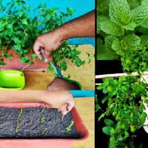 How To Grow Mint At Home For Free | Fast and easy |Full Updates