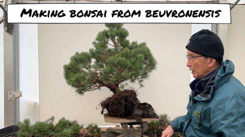 Making Bonsai from Complicated Beuvronensis Pine Material