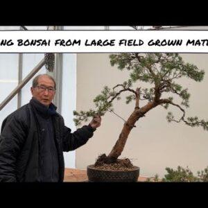 Should You Grow Bonsai From Large Field Grown Material