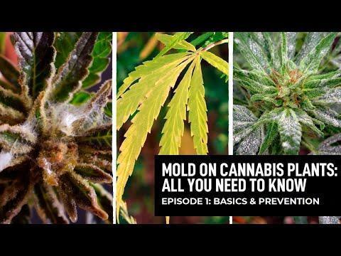 Mold On Cannabis Plants - Episode 1