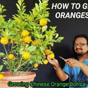 How to Grow Dwarf Orange Bonsai / Calamondin orange : Nursary Secret to grow tons of Chinese Oranges