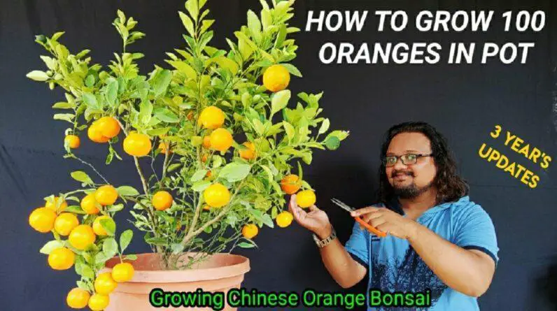 How to Grow Dwarf Orange Bonsai / Calamondin orange : Nursary Secret to grow tons of Chinese Oranges