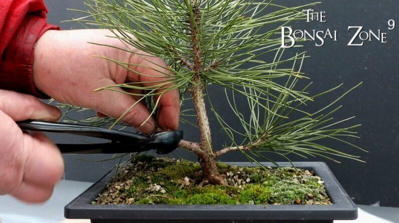 Pruning Up Some Small Trees, The Bonsai Zone, Feb 2022