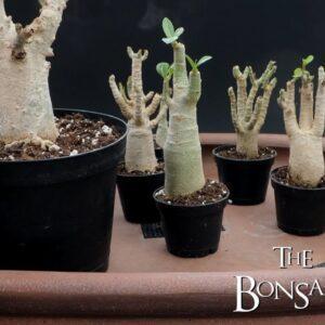 Creating a Desert Rose Bonsai Forest, The Bonsai Zone, March 2022