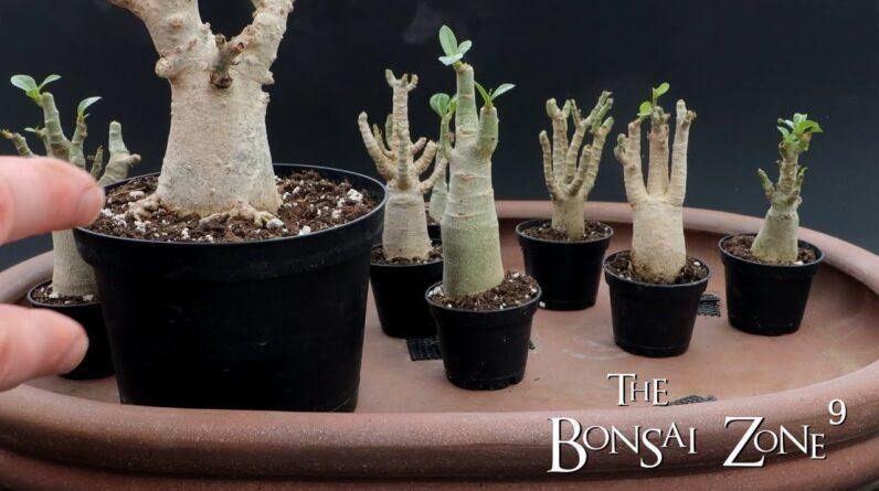 Creating a Desert Rose Bonsai Forest, The Bonsai Zone, March 2022