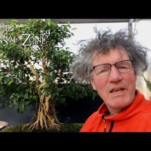Ficus Friday, My Ficus benjamina, The Bonsai Zone, March 2022