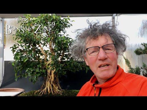 Ficus Friday, My Ficus benjamina, The Bonsai Zone, March 2022