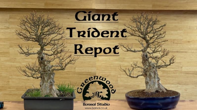 Giant Trident Repot - Greenwood Bonsai