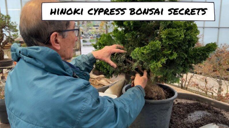 Hinoki Bonsai Secrets