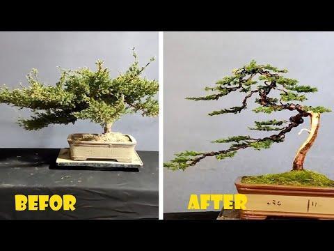 How to bend a bonsai - great bonsai bending skills #207