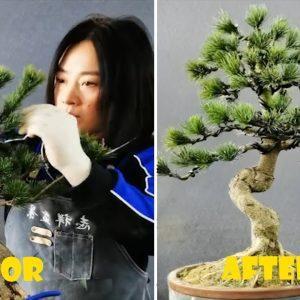 How to bend a bonsai - great bonsai bending skills #209
