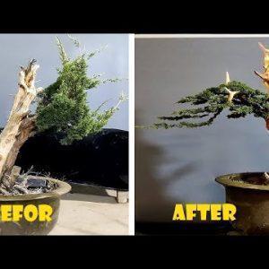 How to bend a bonsai - great bonsai bending skills #210