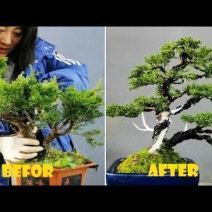 How to bend a bonsai - great bonsai bending skills #211