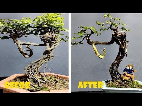 How to bend and prune great bonsai - A guide for beginners to bonsai #15