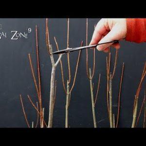 Pruning and Potting Young Maples, The Bonsai Zone, March 2022