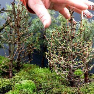 Spring Pruning My Northern Bog Style Bonsai Forest, The Bonsai Zone, March 2022