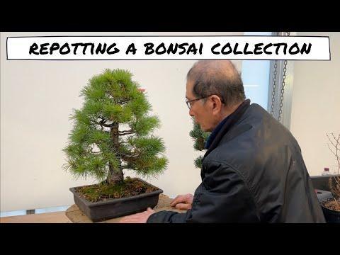 Repotting a Bonsai Collection