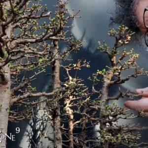 Spring Pruning the Larch Forest, The Bonsai Zone, March 2022