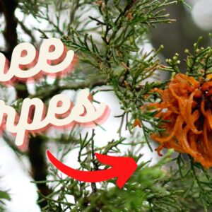 How to Treat Tree Herpes (aka Cedar Apple Rust) on Bonsai