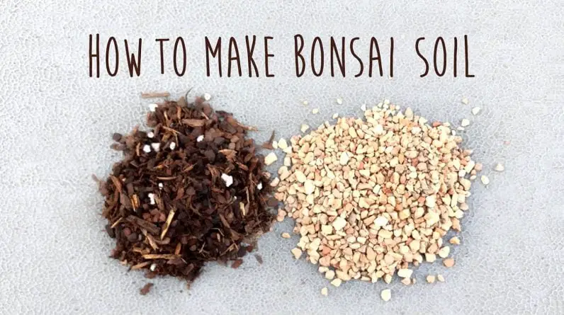 How to make your own bonsai soil for Portulacaria afra by Little Jade Bonsai