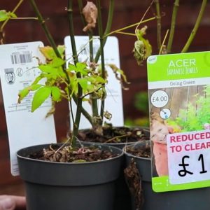 £1 Japanese maples but are they dead?