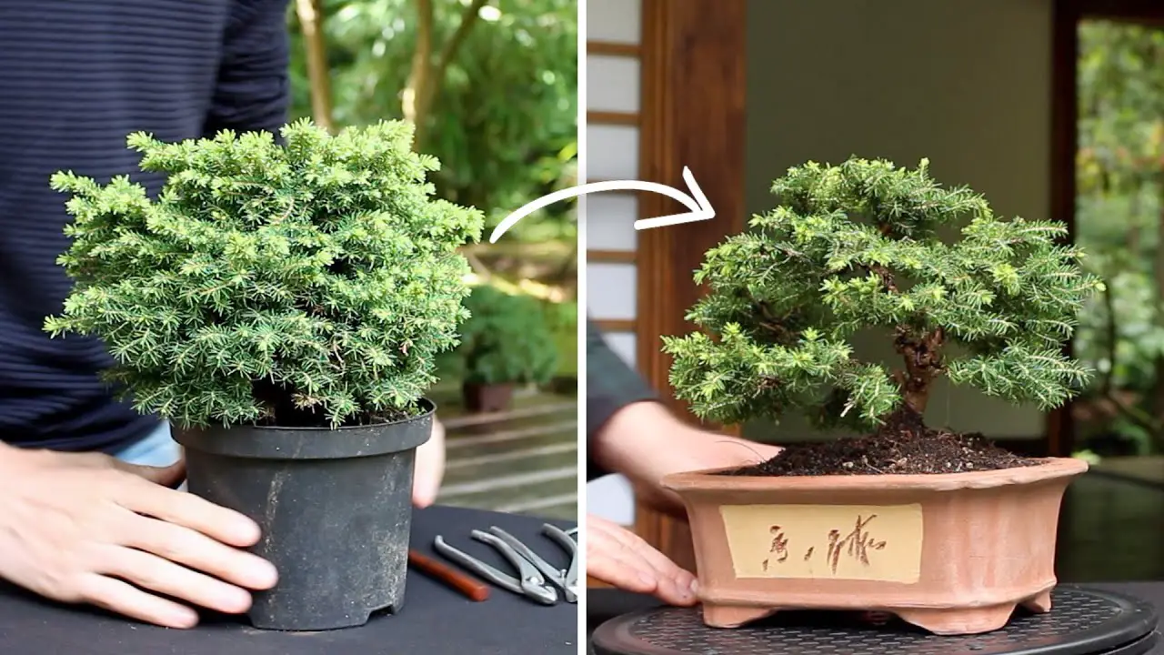 Bonsai Made Easy - {SCBonsai1}