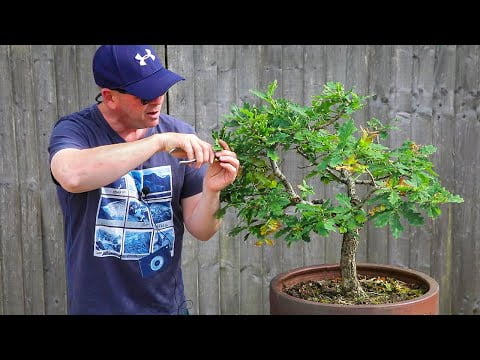 40+ year old oak bonsai full of acorns